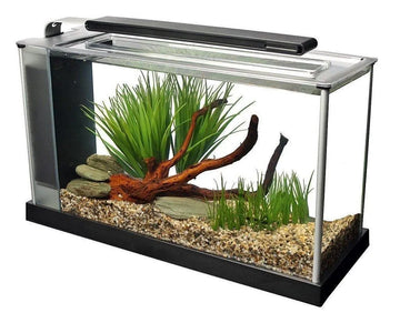 Fluval Spec 5 Aquarium 19L Black (New Model) - Amazing Amazon